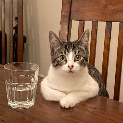 Photo of John Catucci cat, Beans staring at the camera. 